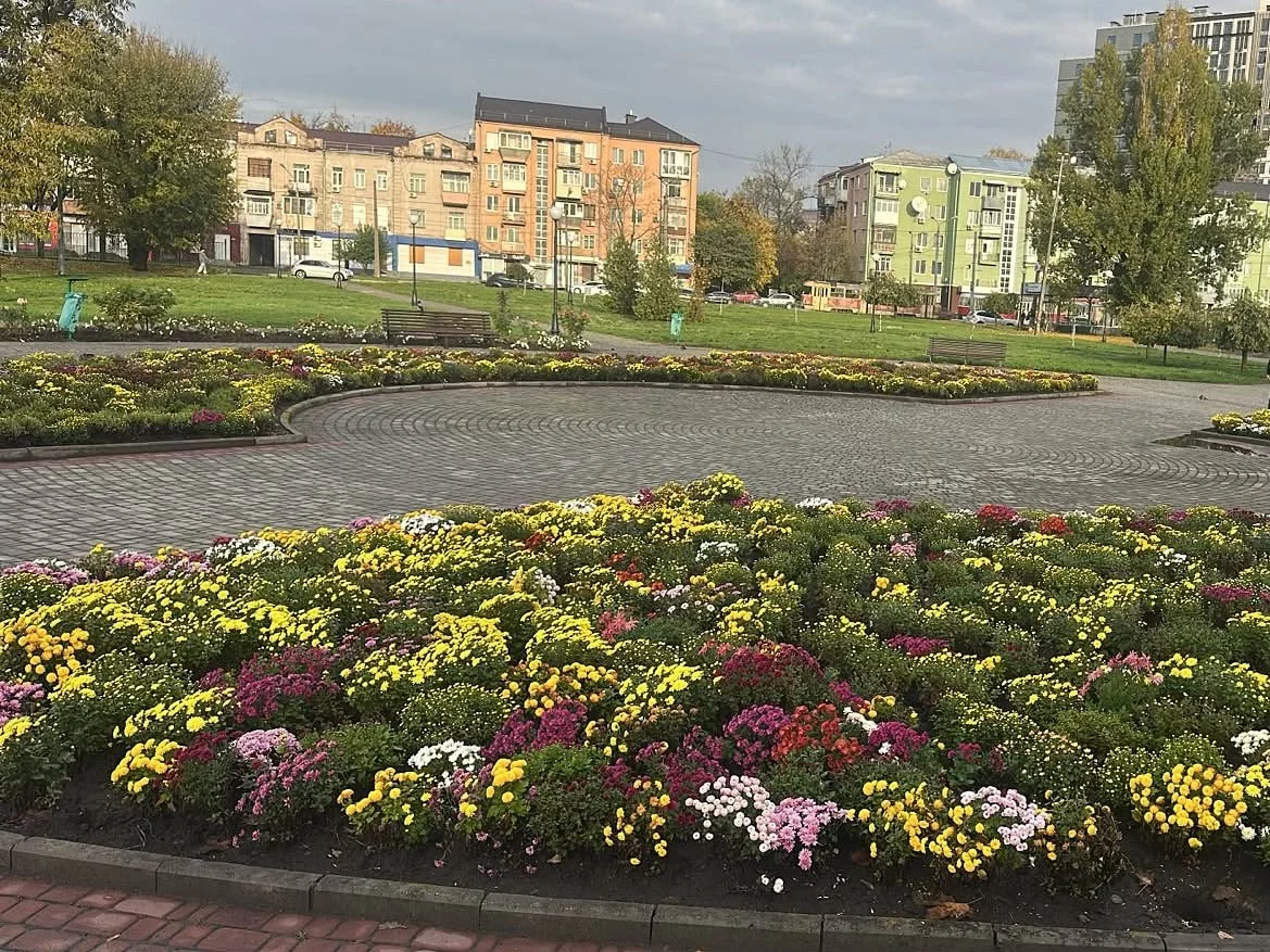 У Харкові з клумби вкрали 32 кущі хризантем