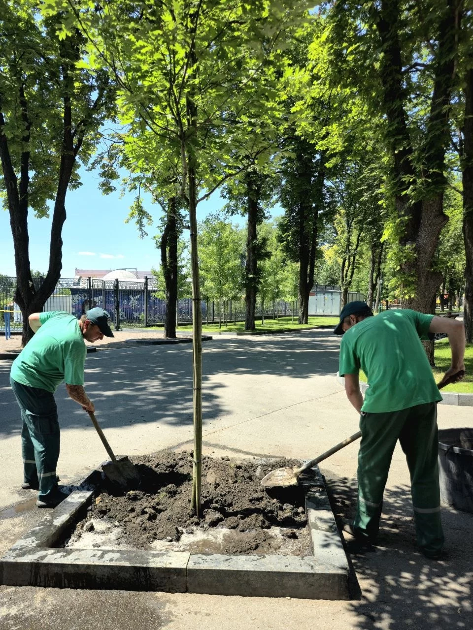 У Харкові почали висаджувати дуби, прислухаючись до порад ботаніків